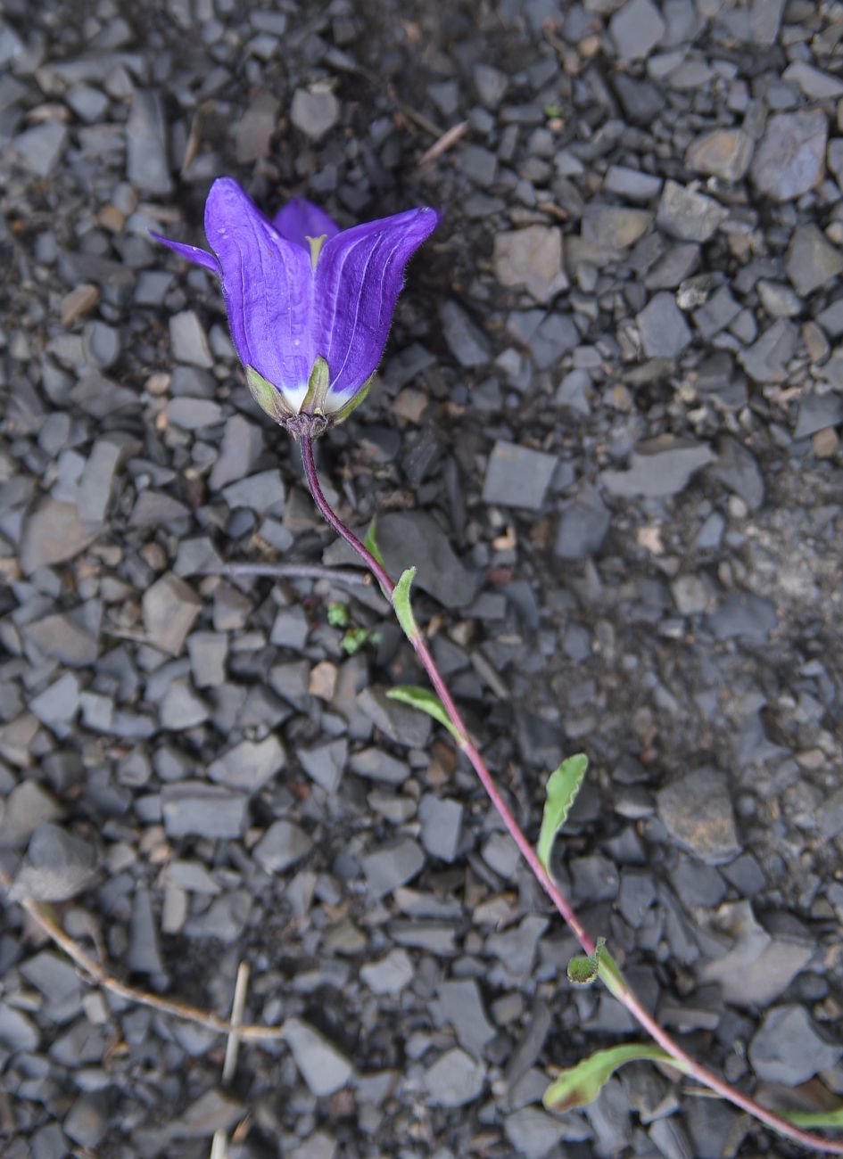 Изображение особи Campanula saxifraga.