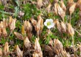 Minuartia minutiflora. Верхушки побегов, цветок и плоды. Камчатский край, Елизовский р-н, природный парк \"Вулканы Камчатки\", южный участок, кластер \"Налычевский\", памятник природы \"Экструзия Верблюд\", шлаковое поле. 11.08.2024.