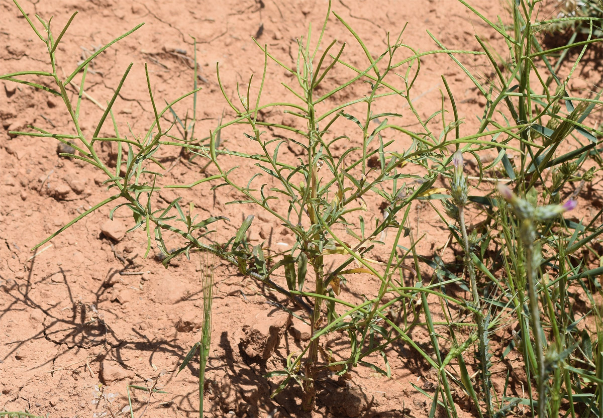 Image of Erysimum repandum specimen.