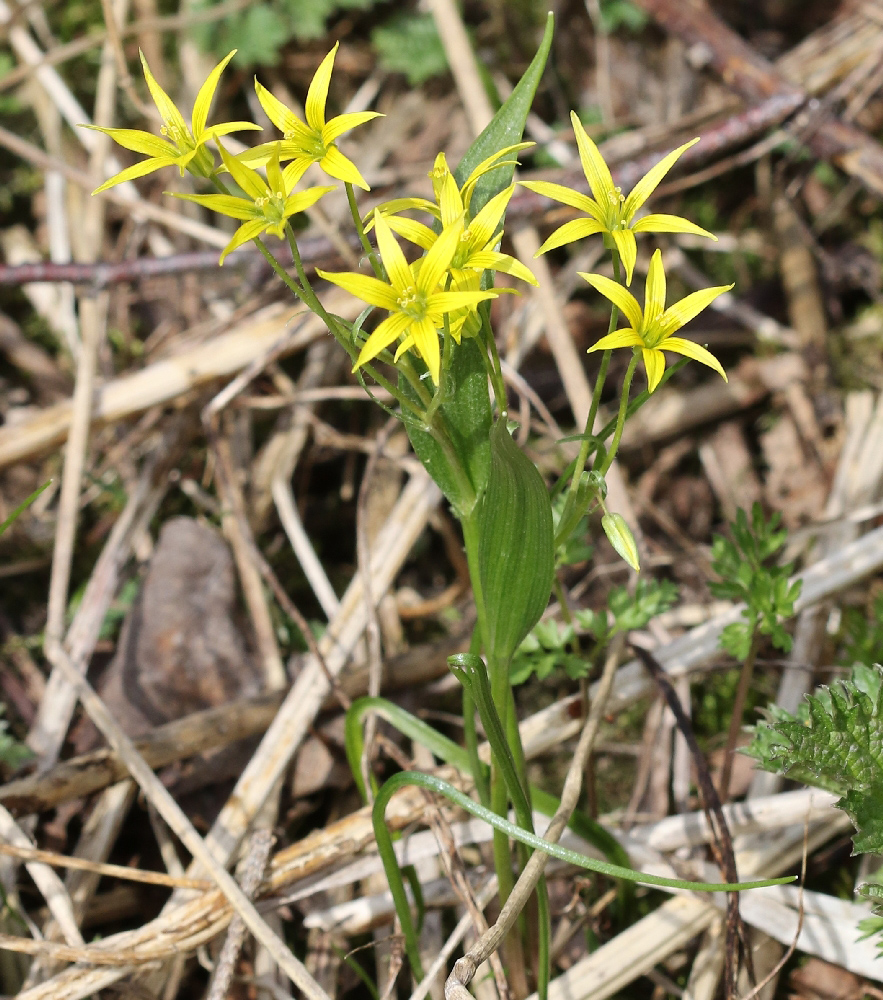 Image of Gagea minima specimen.