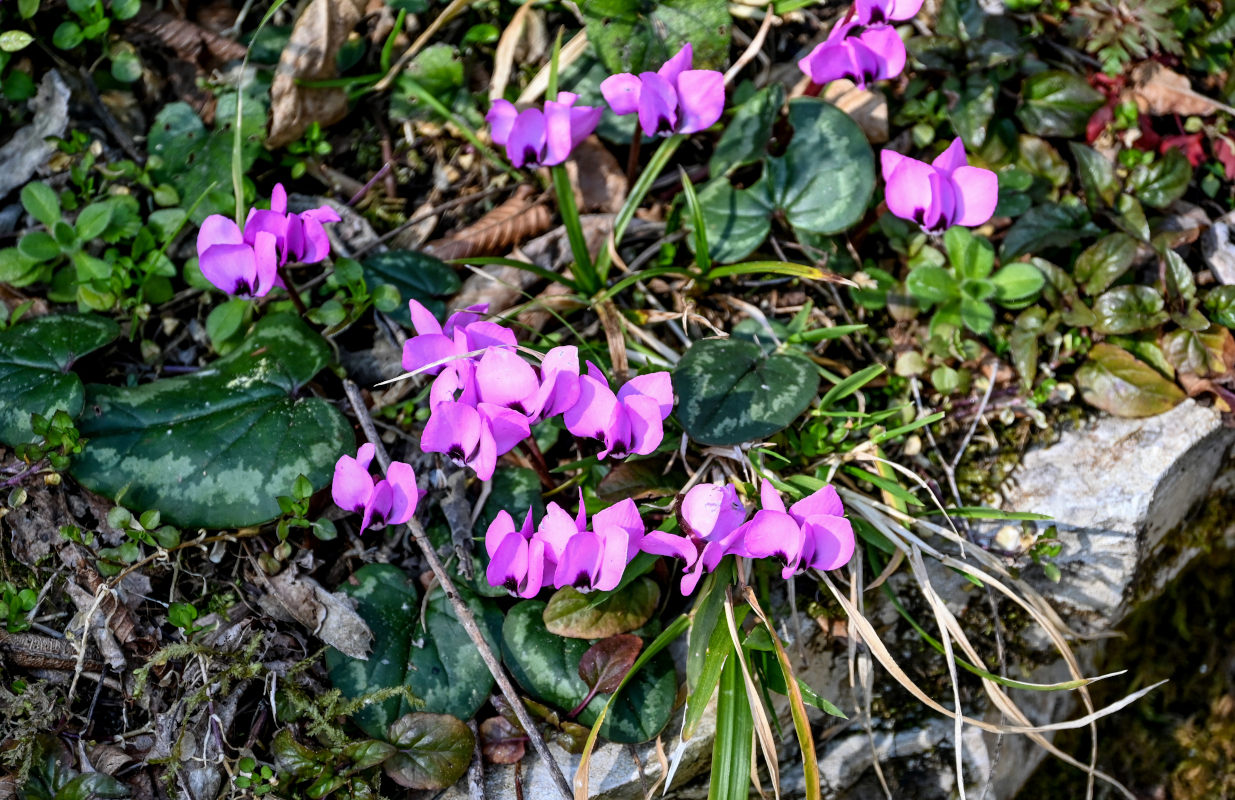 Image of Cyclamen coum specimen.