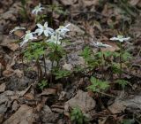 Anemone altaica