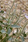 Смотреть изображение Matthiola bucharica