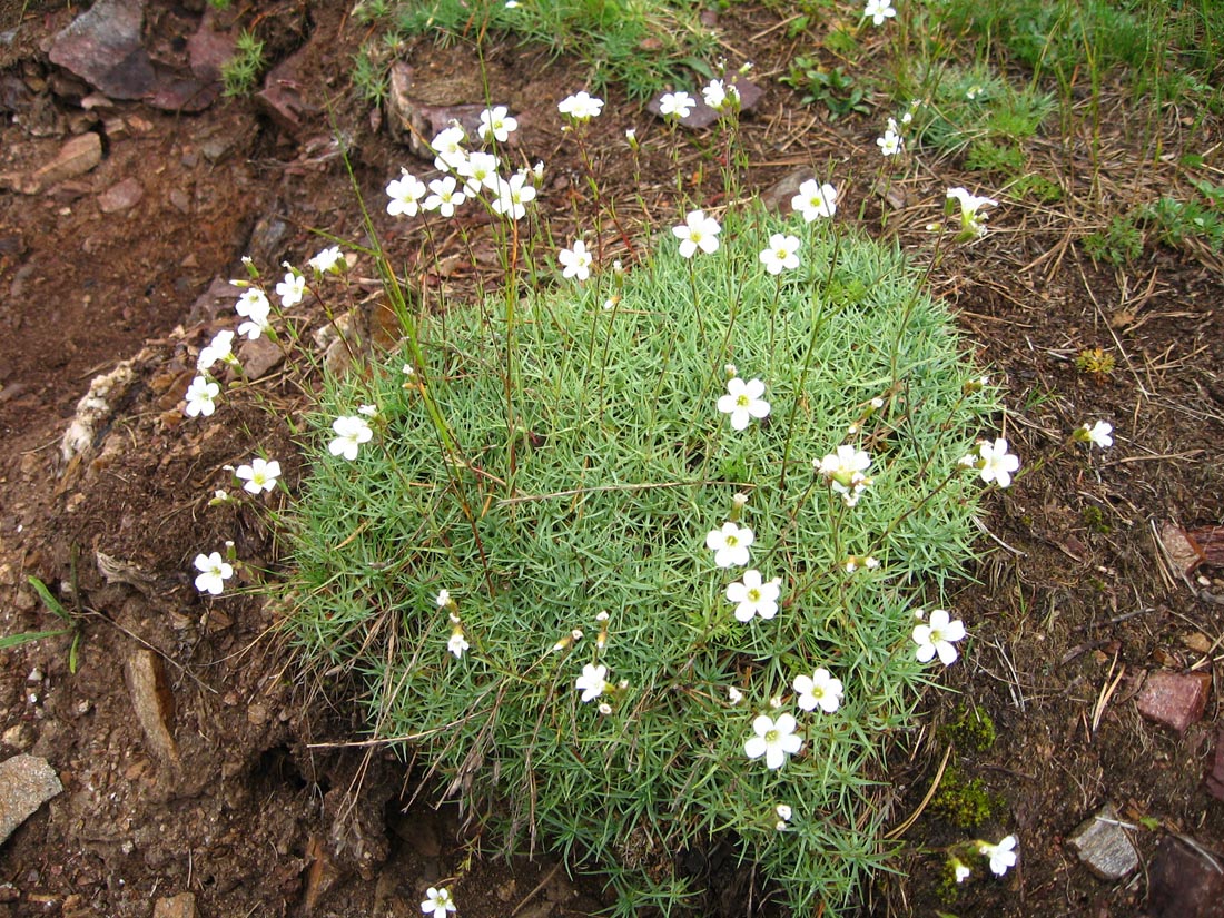 Image of Minuartia circassica specimen.