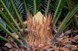 View full-size image Cycas taitungensis