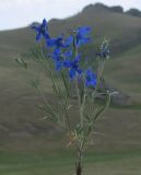 Delphinium grandiflorum. Цветущее растение. Читинская обл., Даурский заповедник, хр. Адун-Челон. 18.06.2004.