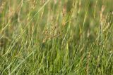 View full-size image Juncus atrofuscus