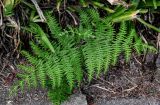 View full-size image Pteridium aquilinum