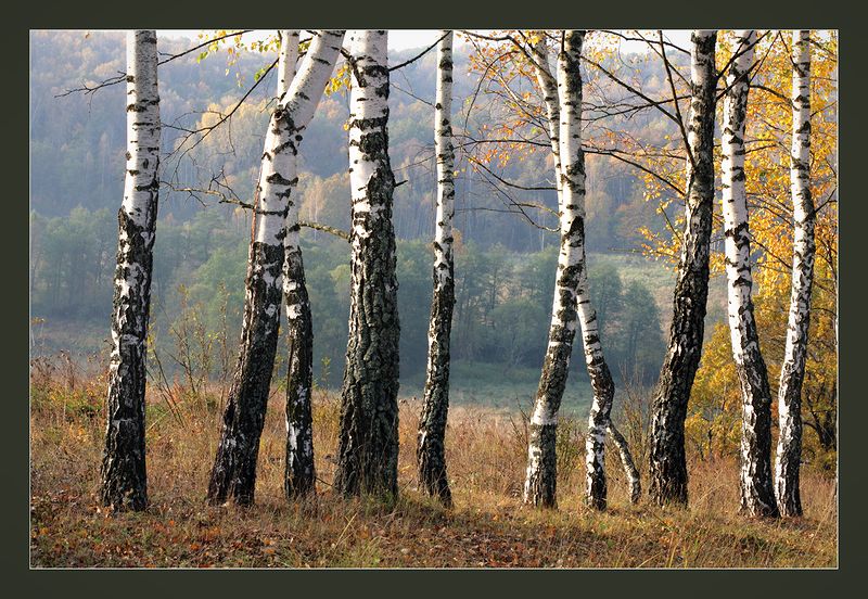 Image of Betula pendula specimen.