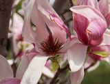 View full-size image Magnolia × soulangeana