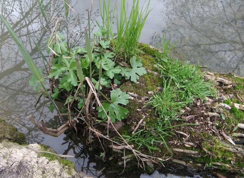 Изображение особи Ranunculus sceleratus.