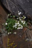 View full-size image Arabis caucasica