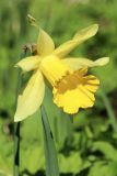 View full-size image Narcissus pseudonarcissus