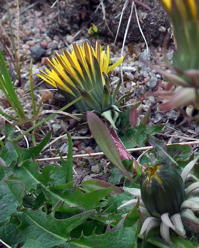 Image of genus Taraxacum specimen.