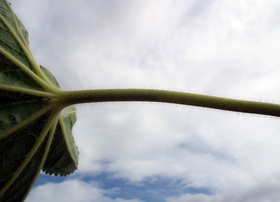 Image of genus Alchemilla specimen.