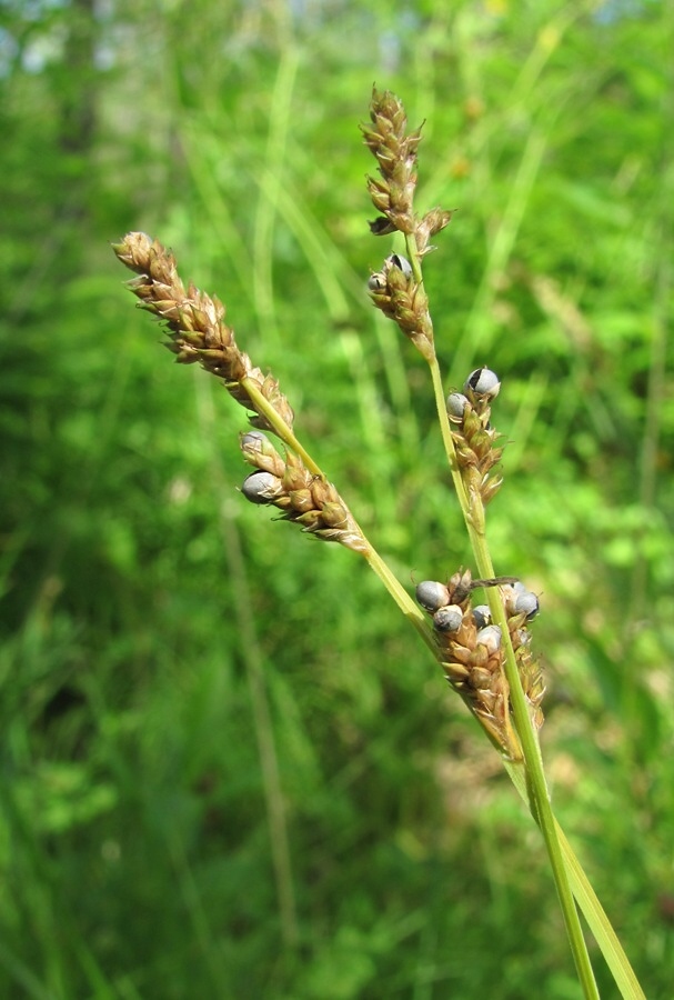 Изображение особи Carex canescens.