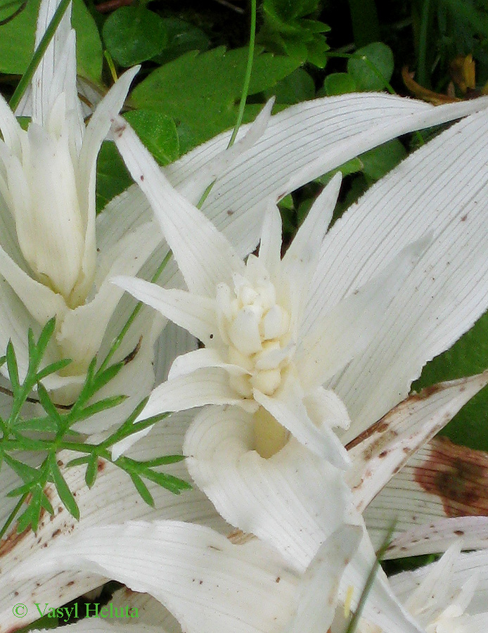 Image of Epipactis helleborine specimen.