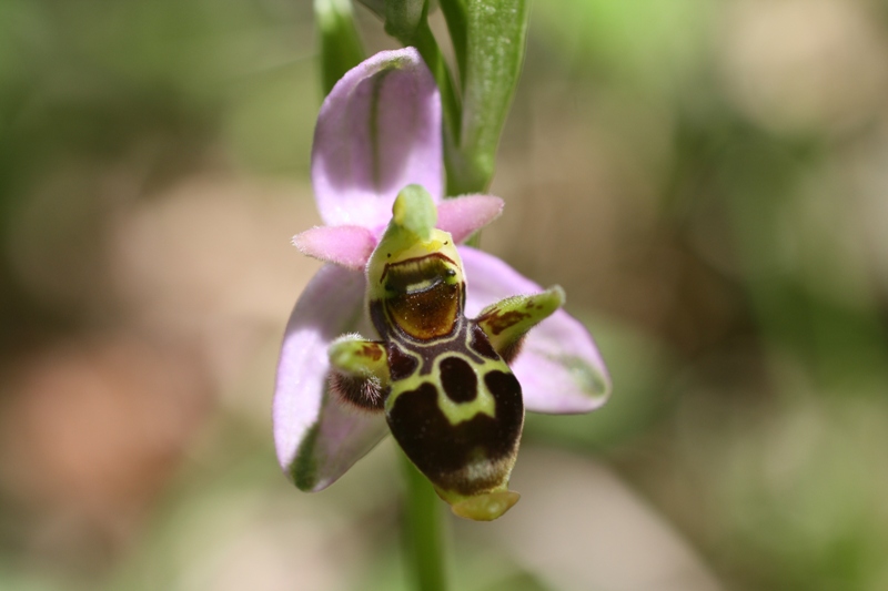 Изображение особи Ophrys oestrifera.