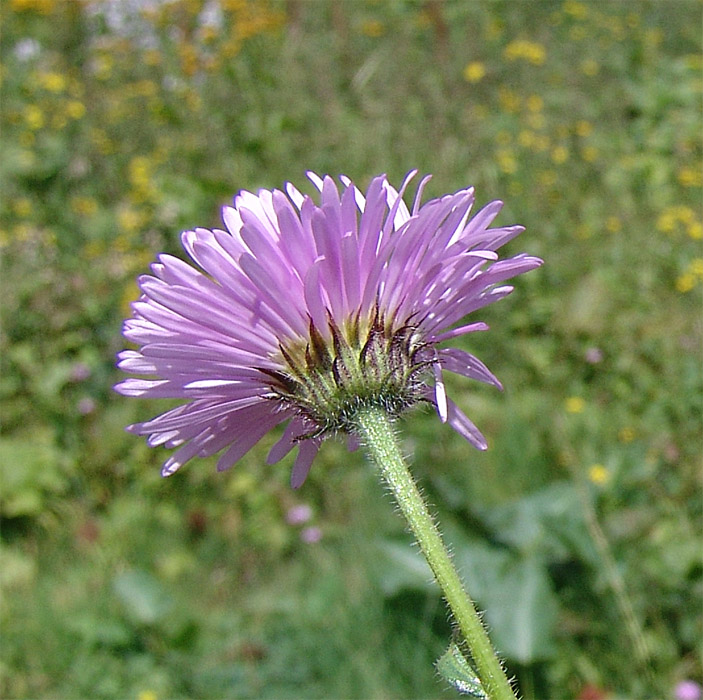 Image of Erigeron venustus specimen.