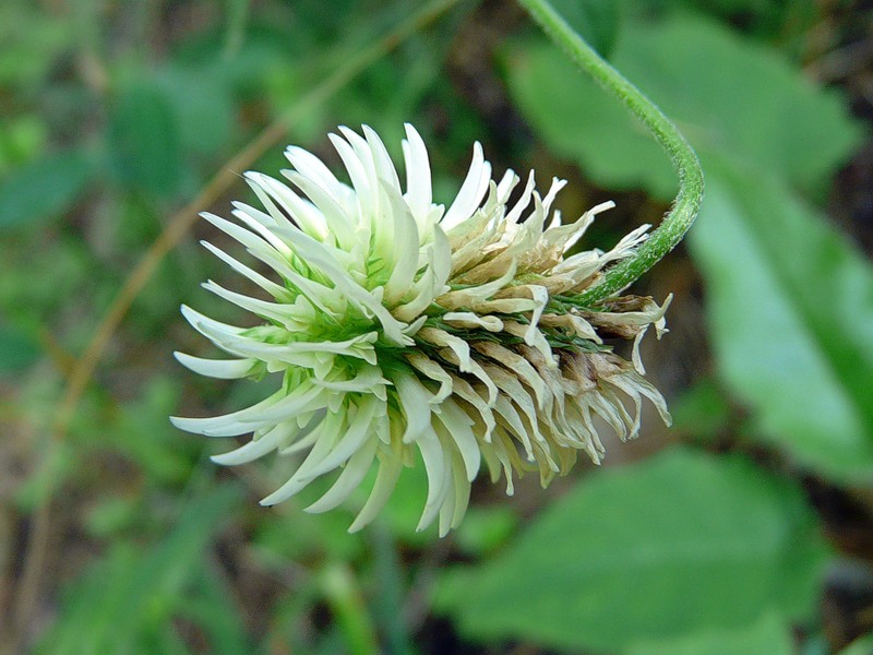 Image of Trifolium montanum specimen.