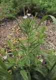 genus Epilobium. Цветущее растение. Владивосток, Ботанический сад-институт ДВО РАН. 14 августа 2011 г.