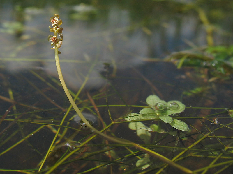 Image of Potamogeton &times; franconicus specimen.