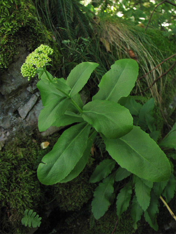 Image of Hylotelephium maximum specimen.