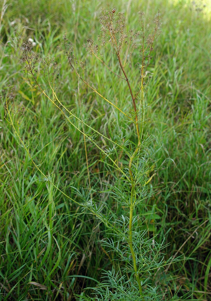 Image of Thalictrum lucidum specimen.