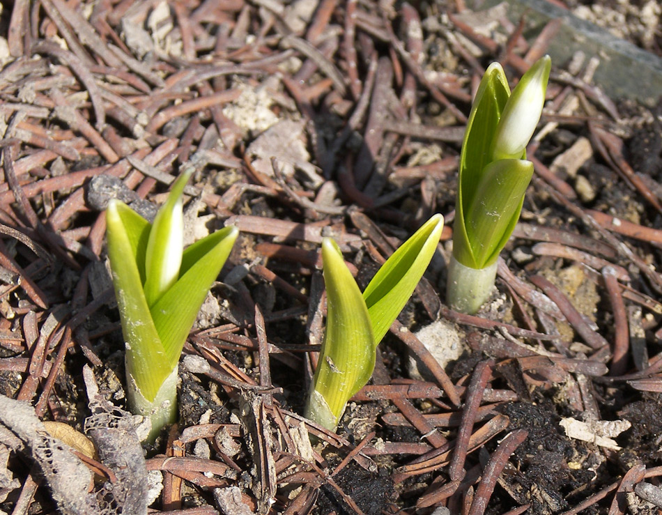 Image of Galanthus woronowii specimen.