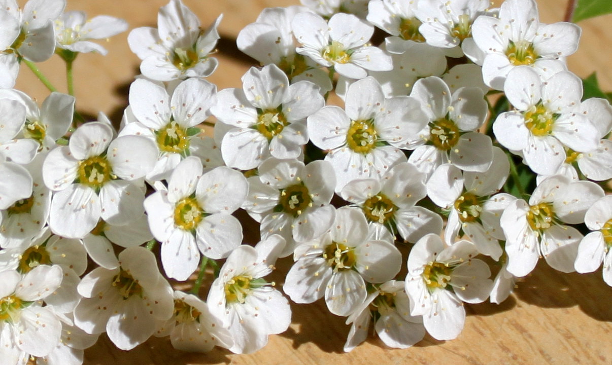 Image of Spiraea &times; cinerea specimen.