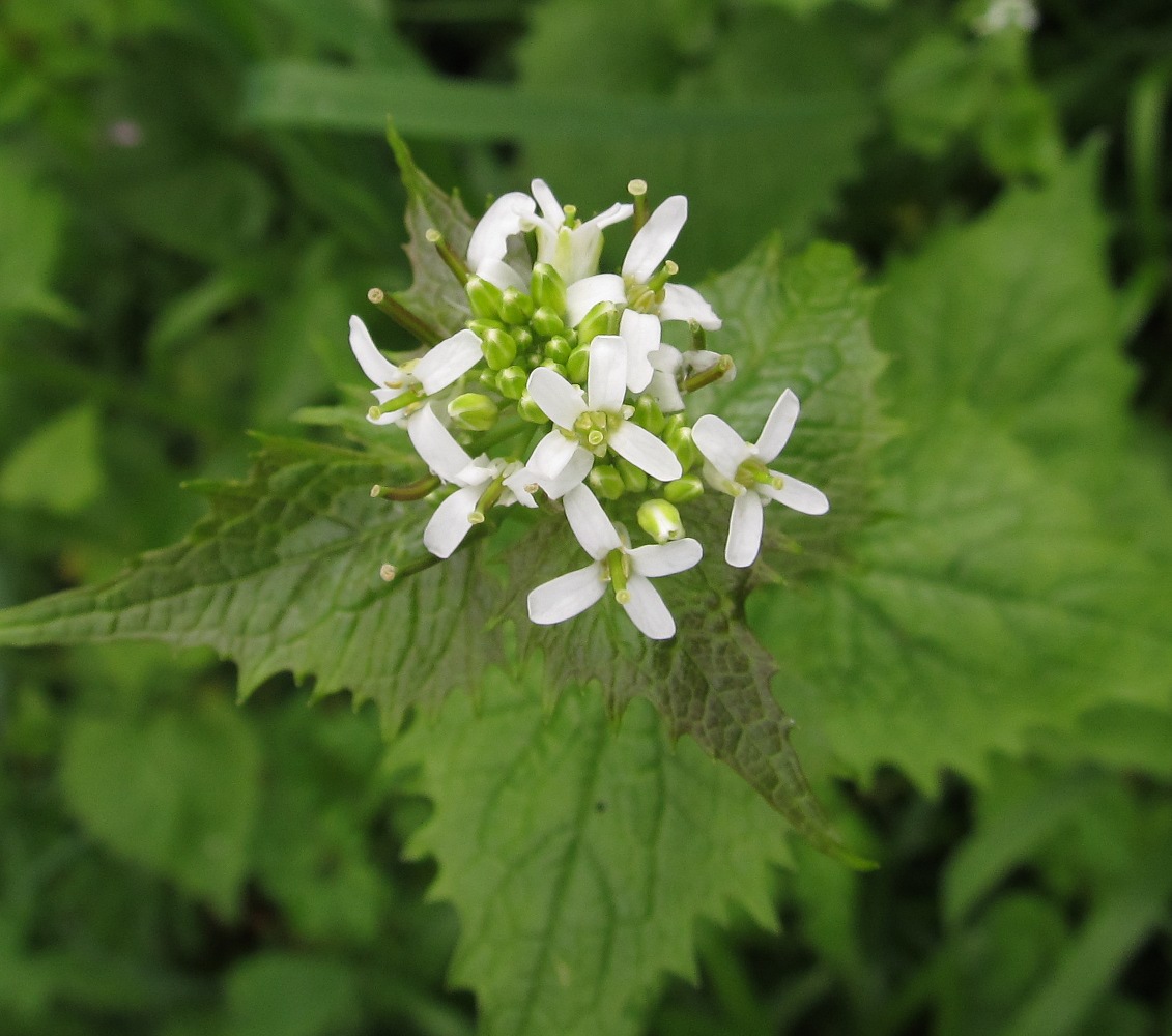 Image of Alliaria petiolata specimen.