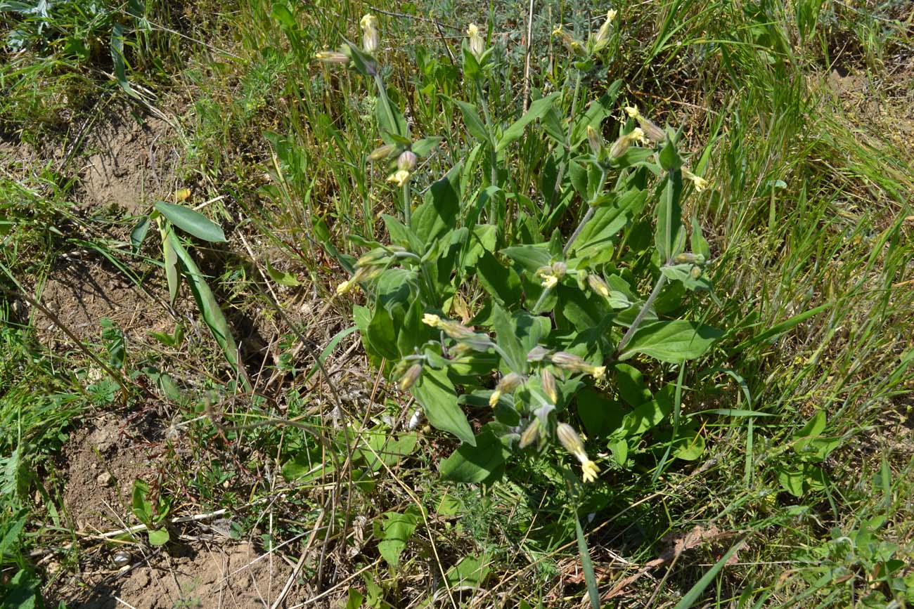 Image of Melandrium latifolium specimen.