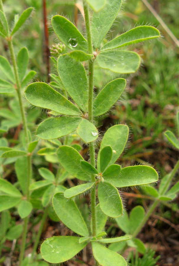 Image of Dorycnium herbaceum specimen.