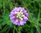 Dactylorhiza baltica. Соцветие (вид сверху). Санкт-Петербург, Пушкин. 27 июня 2012 г.