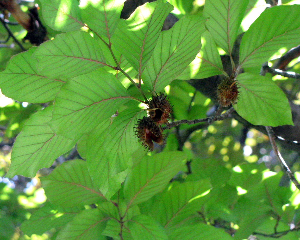 Image of Fagus sylvatica specimen.