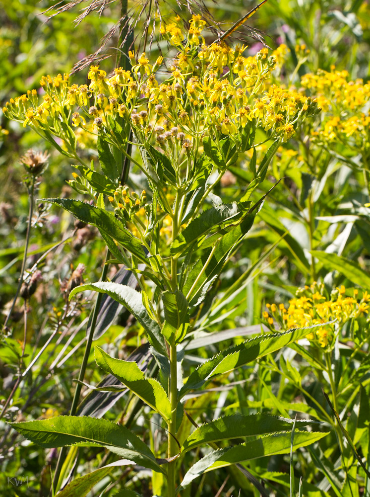 Изображение особи Senecio sarracenicus.