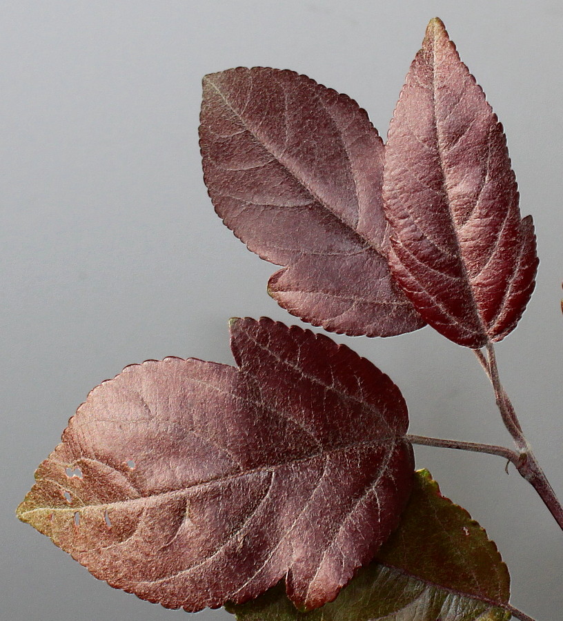 Image of genus Malus specimen.