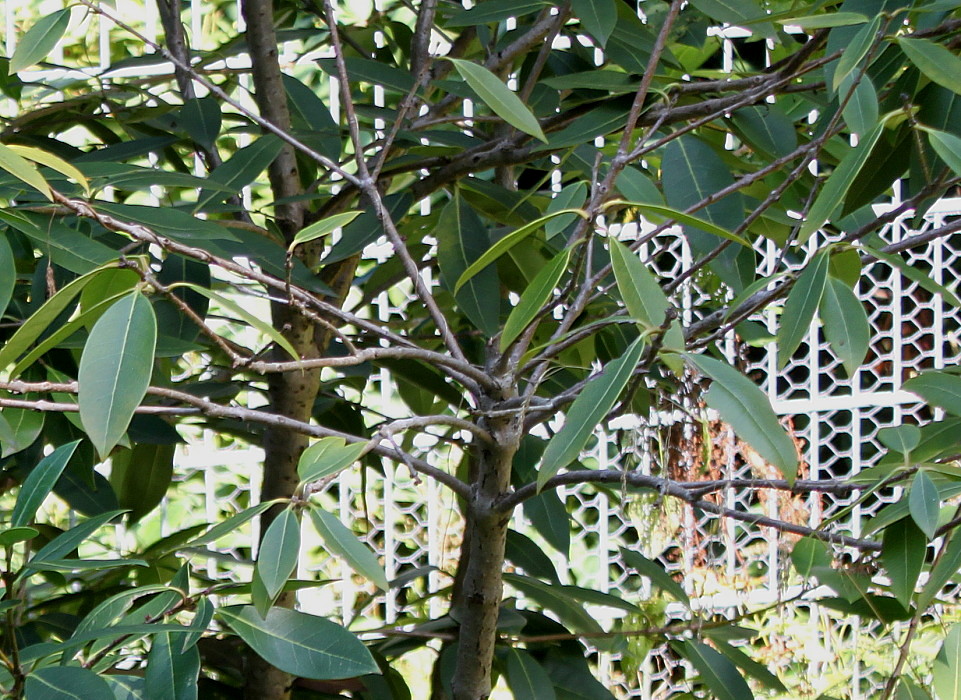 Image of Osmanthus × burkwoodii specimen.