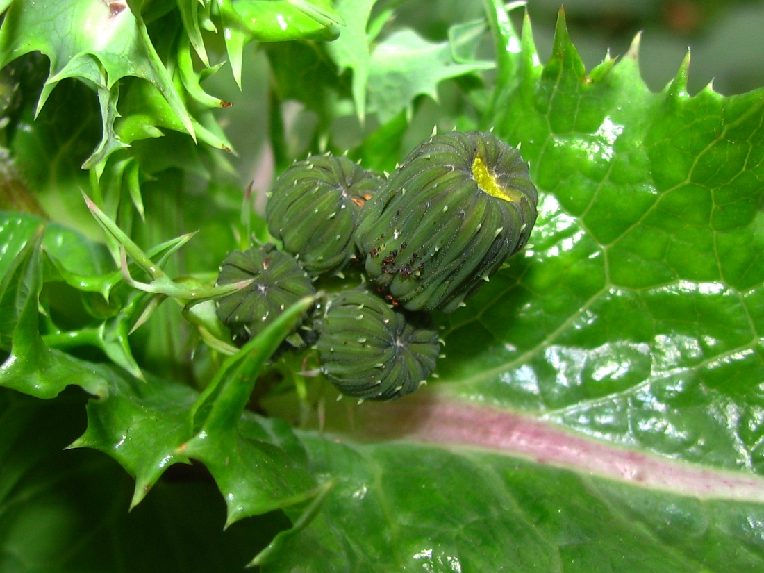 Image of Sonchus asper specimen.