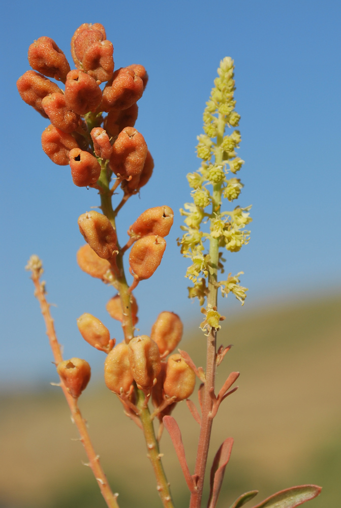 Image of Reseda lutea specimen.