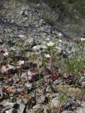 Minuartia hybrida. Цветущее растение. Крым, Южный берег, Кучук-Ламбат. 25 апреля 2011 г.