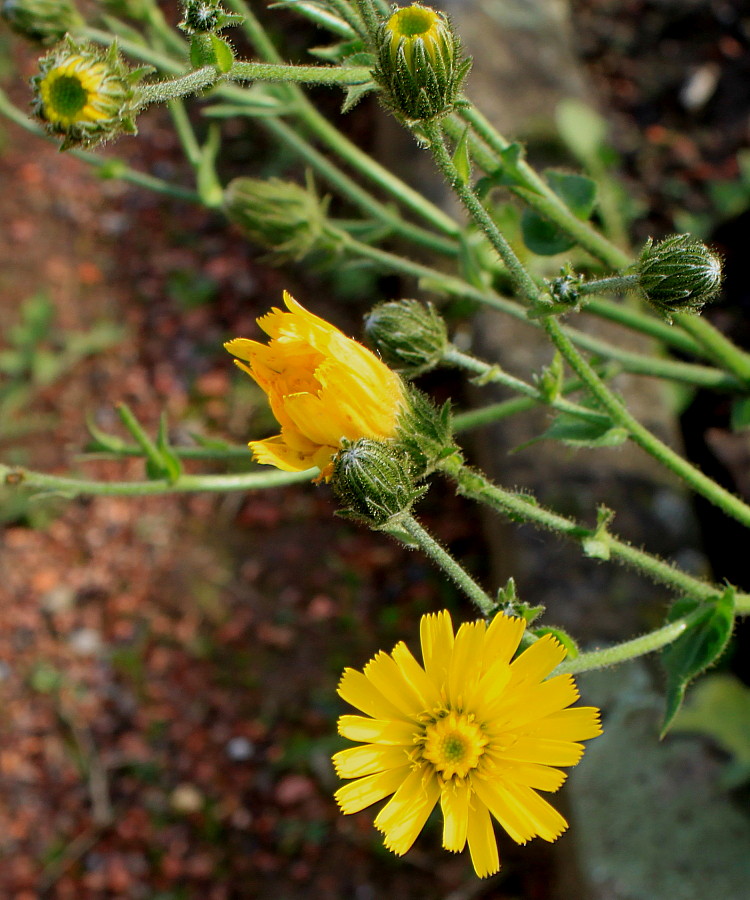 Image of genus Picris specimen.