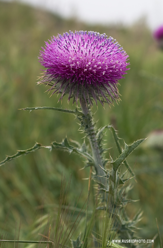 Image of Carduus uncinatus ssp. davisii specimen.