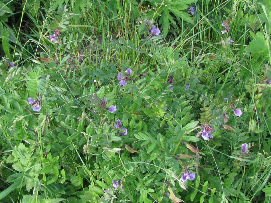 Image of Vicia sepium specimen.