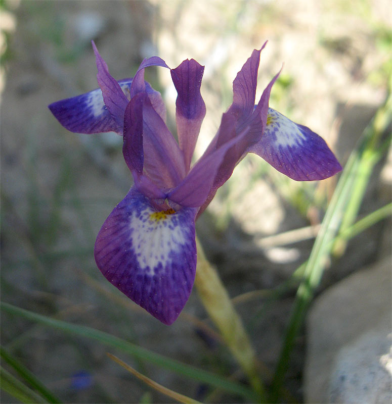 Image of Moraea sisyrinchium specimen.