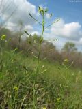 Draba nemorosa