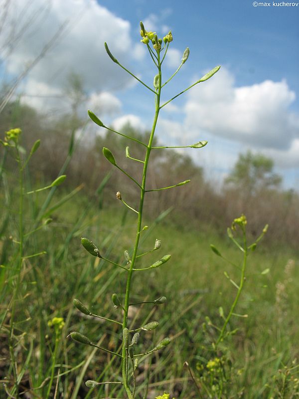 Image of Draba nemorosa specimen.