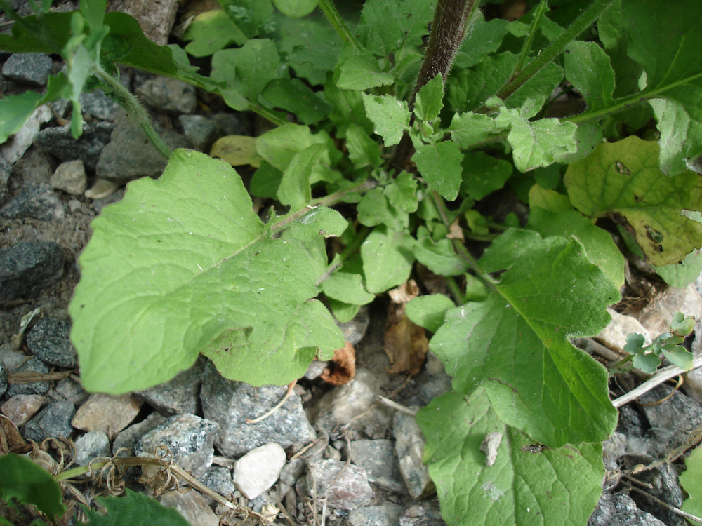 Image of Lapsana communis specimen.