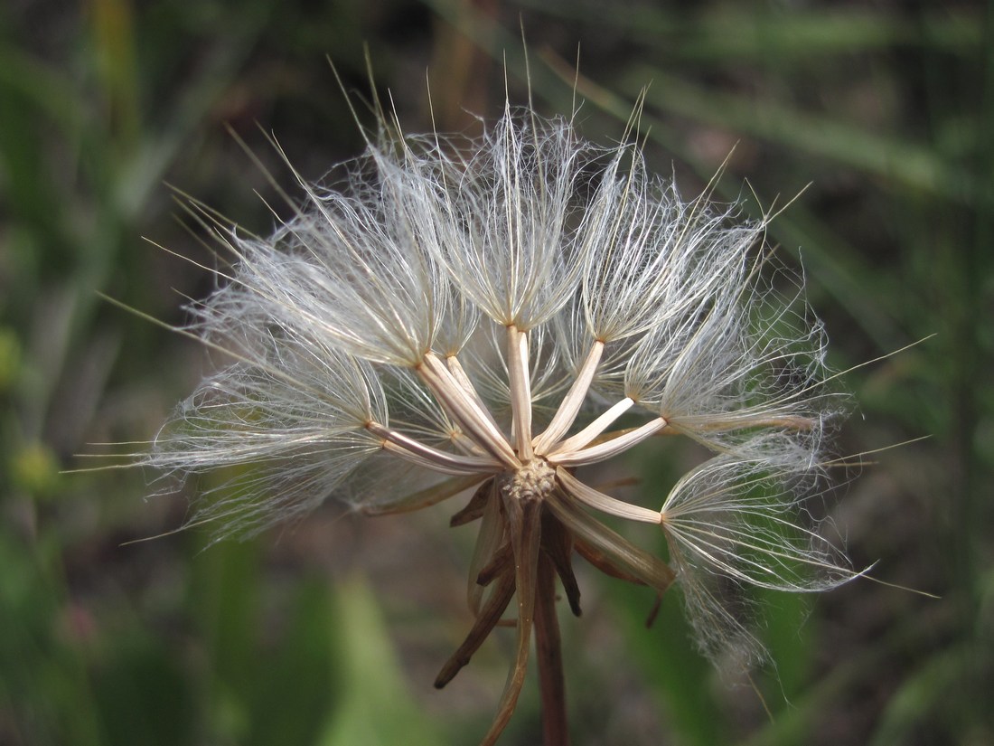 Image of Scorzonera parviflora specimen.