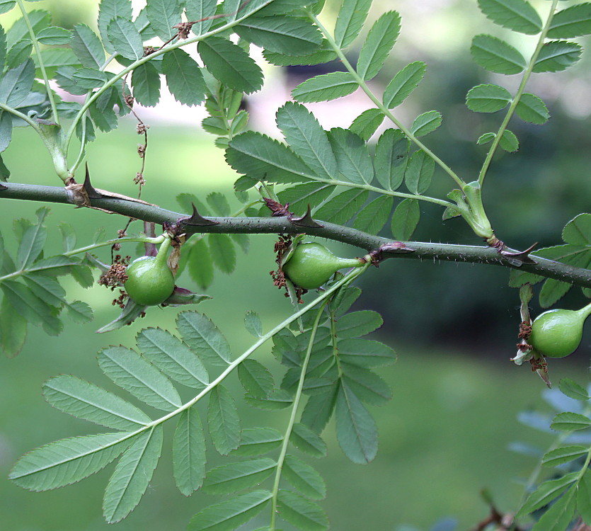 Изображение особи Rosa omeiensis f. pteracantha.